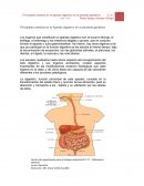 Principales cambios en el Aparato digestivo en el paciente geriátrico