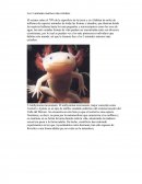 Los 5 animales marinos más raros