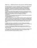 OBSERVACIÓN DE CÉLULAS DEL SISTEMA INMUNE