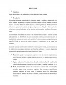 BRUCELOSIS Enfermedad bacteriana