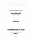 INFORME DE LABORATORIO DEL SISTEMA BIOLOGICO