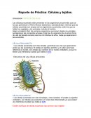 Reporte de Práctica: Células y tejidos TIPOS DE CÉLULAS