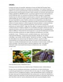 La historia del cacao y el chocolate