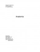 Anatomía Hipertiroidismo