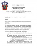 PRÁCTICA: Observación de células procariotas (bacterias)