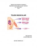 Tejido Muscular Los músculos Estriados