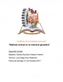 MALTRATO ANIMAL EN LA INDUSTRIO DEL GANADO