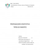 PROPAGACION VEGETATIVA