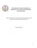 Biorremediación de suelos contaminados con hidrocarburos con el hongo de la pudrición blanca Pleurotus Ostreatus