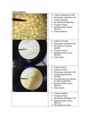 Histologia Dos organismos se observa su retículo plasmático