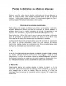 Plantas medicinales y su efecto en el cuerpo