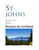 Bosque de coniferas