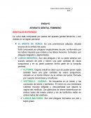 Desarrollo de el Ensayo sobre aparato reproductor femenino