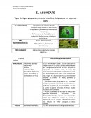 EL AGUACATE Tipos de riegos que puede presentar el cultivo de Aguacate en todas sus fases