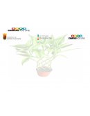 ESCUELA DE CIENCIAS Y TECNICAS DEL ESTADO.