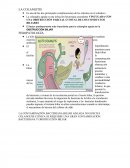 LA COLANGITIS. FISIOPATOLOGÍA