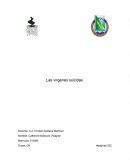 Un viejo Ensayo las vírgenes suicidas