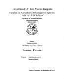 Platano y banana