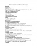 Identificación de Metabolitos Secundarios