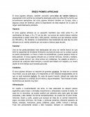 Erizo pigmeo africano