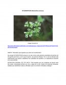 SCLERANTHUS (Scleranthus annuus)
