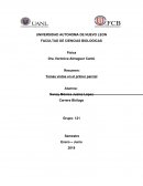 Movimiento Uniforme Acelerado