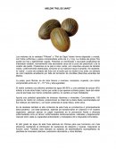 Los melones de la variedad "Piñonet" o "Piel de Sapo" tienen forma elipsoidal u ovoide