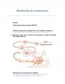 Sinapsis Neuronas ¿Todas las neuronas son iguales?