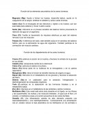 Función de los elementos secundarios de los seres humanos.