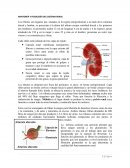 ANATOMÍA Y FISIOLOGÍA DEL SISTEMA RENAL. HEMODIÁLISIS