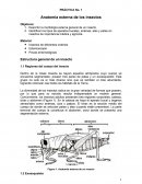 PRÁCTICA No. 1 Anatomía externa de los insectos