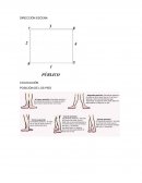 DIRECCIÓN ESCENA Ballet