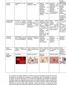 Cuadro comparativo células de la sangre y sus derivados