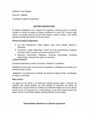Las vías respiratorias: Fosas nasales, nariz, boca, laringe, tráquea y bronquios.