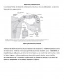 Desarrollo Preembrionario