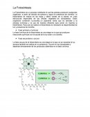 La Fotosíntesis es un proceso mediante el cual las plantas producen sustancias orgánicas a partir de dióxido de carbono