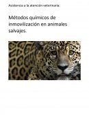 Asistencia a la atención veterinaria: Métodos químicos de inmovilización en animales salvajes