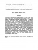 MONOGRAFÍA. LA MICROPROPAGACIÓN EN PIÑA (Ananas comosus L. Merril)