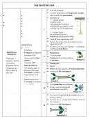 Biología Celular. Microtúbulos Transporte de orgánulos