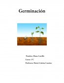 La germinacion. Fotosíntesis