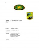 CICLO BIOLOGICO DEL MAIZ