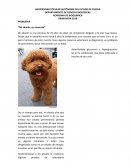 PROBLEMA “Mi abuelo y su mascota”