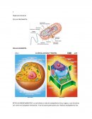 Celulas organelos y reproducción