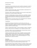 Descripción de las tortugas