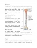Medula osea, higado y timo