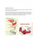Formacion de Fibra Muscular