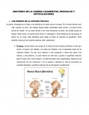 ANATOMIA DE LA CADERA LIGAMENTOS, MUSCULOS Y ARTICULACIONES