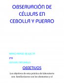 Observación de células de cebolla y puerro