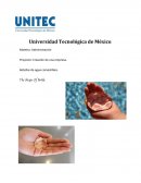 Creación de una empresa. Botellas de agua comestibles