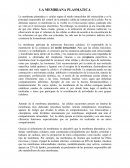 Bio de celulas LA MEMBRANA PLASMATICA